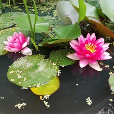 Схема вышивки «liliq»