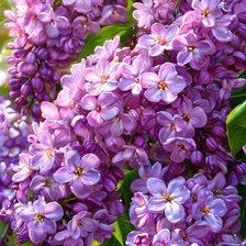 Схема вышивки «Сирень»