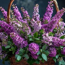 Схема вышивки «Сирень»