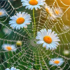 Схема вышивки «Роса»