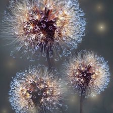 Схема вышивки «Одуванчики»