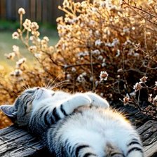 Схема вышивки «Котик»