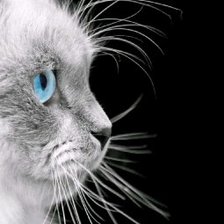 Схема вышивки «Котик на черном»