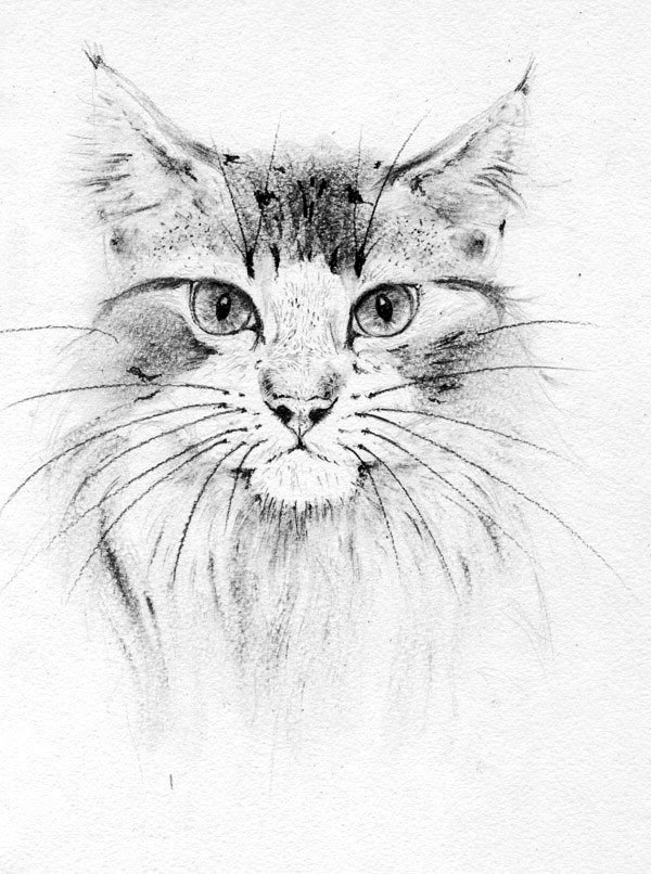 Кот. Набросок - арт - оригинал