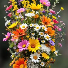 Полевые цветы