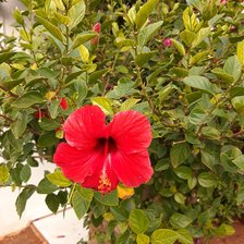 Схема вышивки «Аленький цветочек»