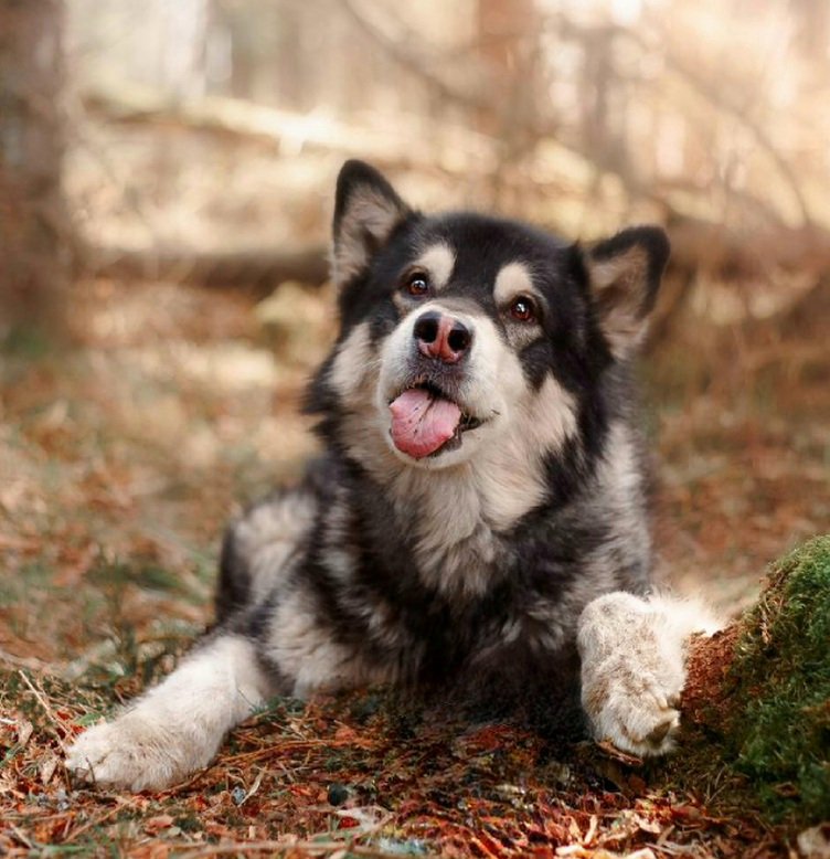 5 - оригинал