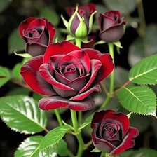 Схема вышивки «Красота роз»