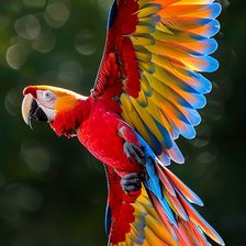 Схема вышивки «Попугай»