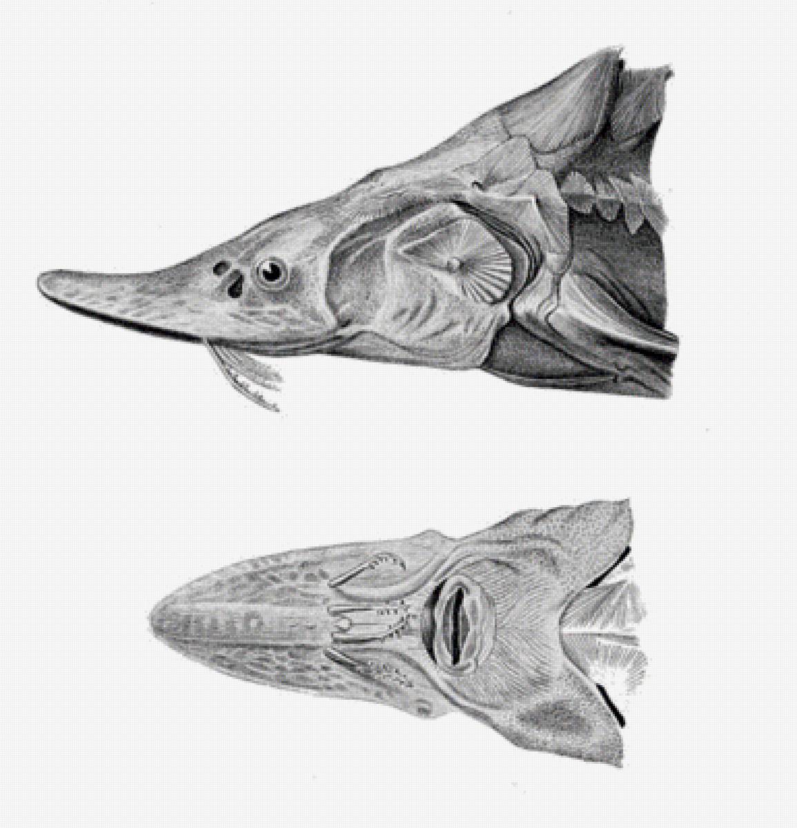 ОСЕТР - предпросмотр