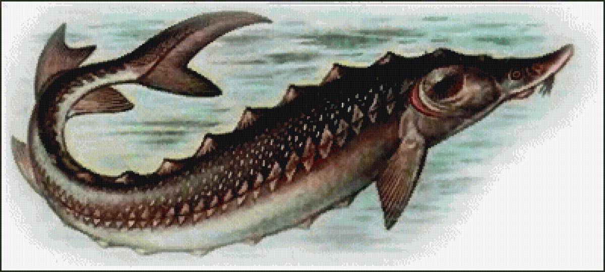 Осётр - предпросмотр