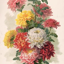 Схема вышивки «Астры»