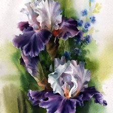 Схема вышивки «Ирисы»