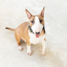 Схема вышивки «Рыжий бультерьер»