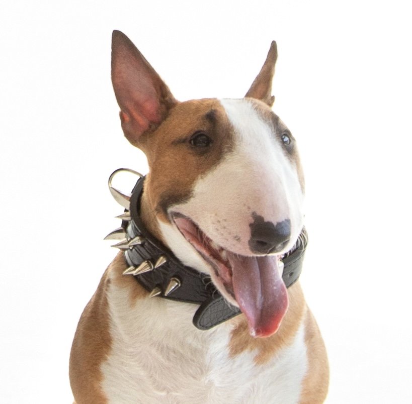 Булка - собака, бультерьер - оригинал