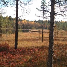 Схема вышивки «Осеннее болото»