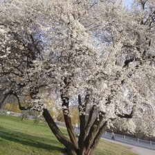 Схема вышивки «Черемуха»