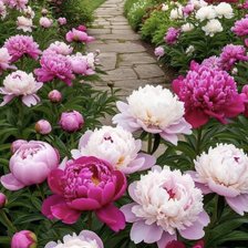 Схема вышивки «Пионы»