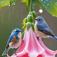 Схема вышивки «Под дождем»