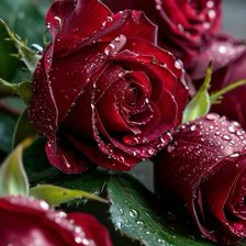 Схема вышивки «Розы»