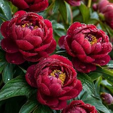 Схема вышивки «№2893230»