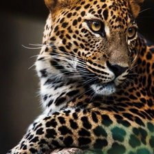 Схема вышивки «леопард 4»