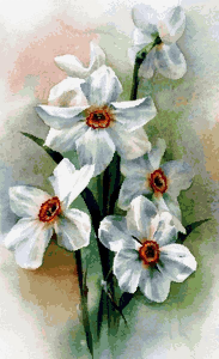 нарциссы - предпросмотр