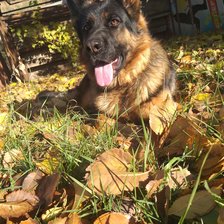 Схема вышивки «Овчарка»