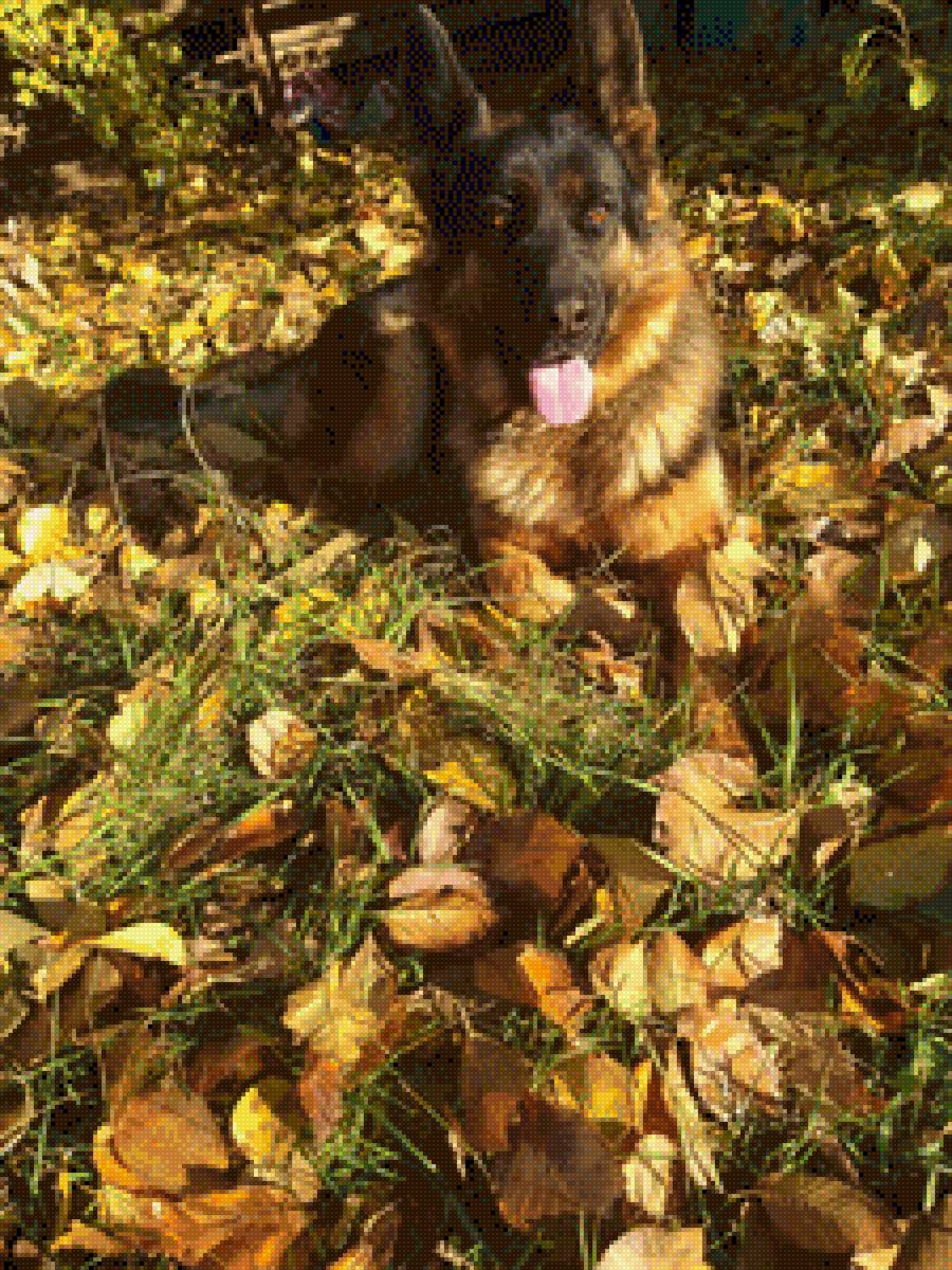 Овчарка Динка - предпросмотр