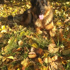 Овчарка Динка