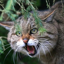 Схема вышивки «Дикий лесной кот»