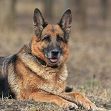 Схема вышивки «Немецкая овчарка»