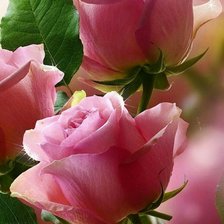 Схема вышивки «Розы»