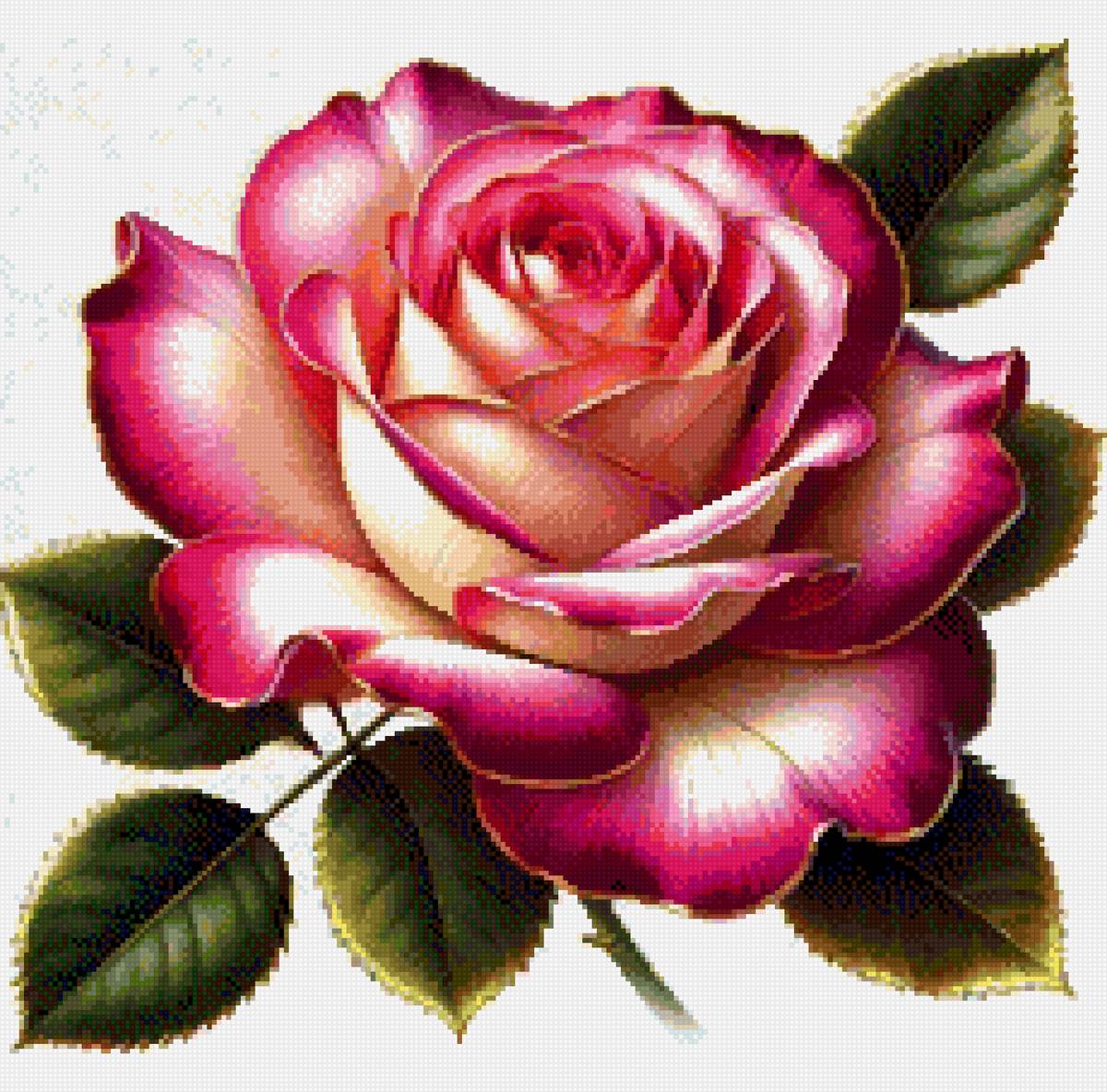 Цветы - роза - предпросмотр