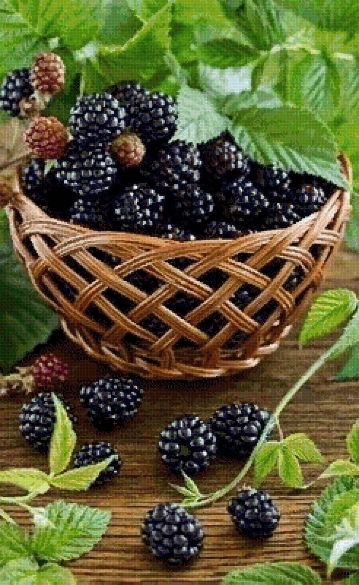 Ежевика поспела - ягоды - предпросмотр