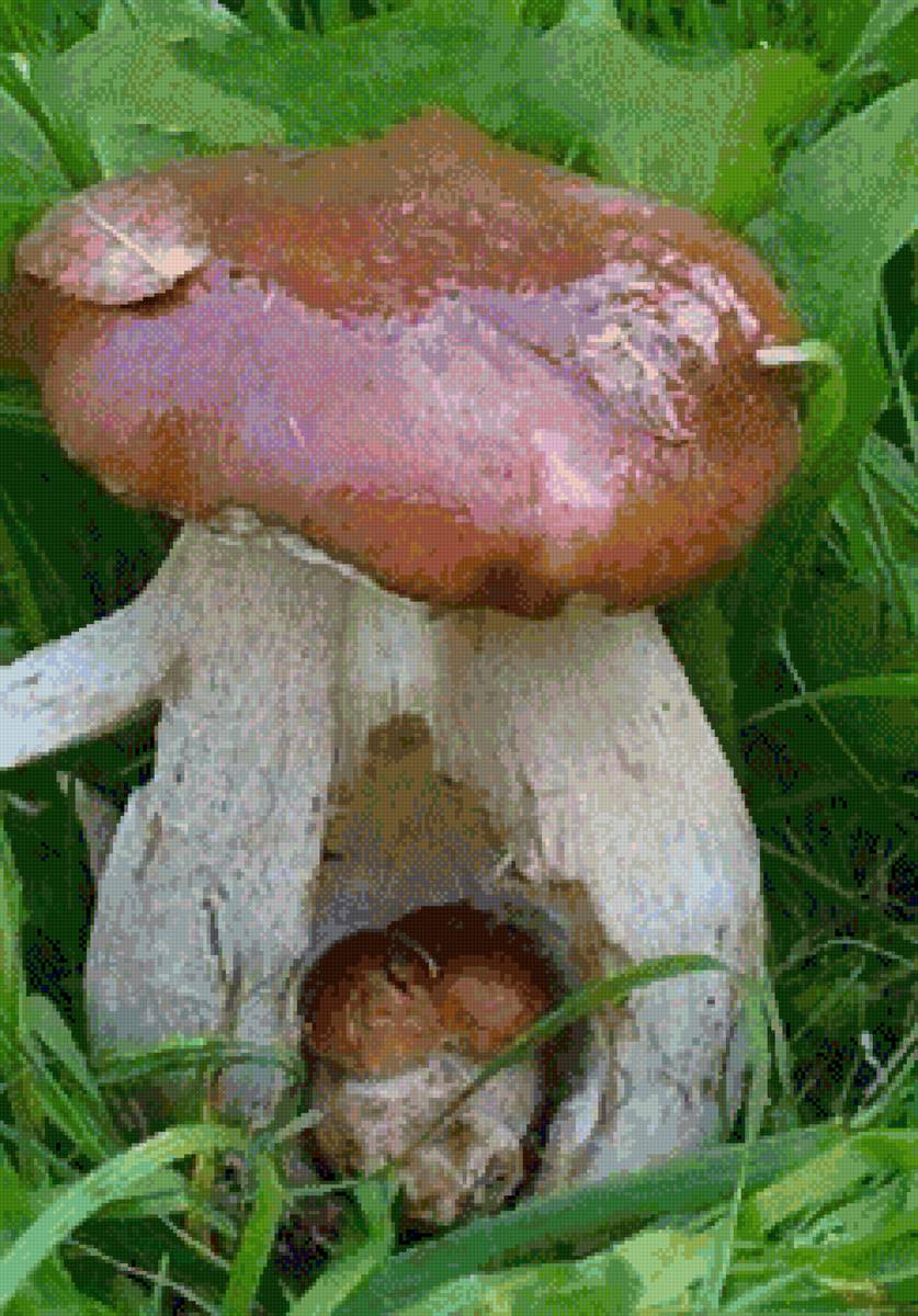 Вырастил - грибы - предпросмотр