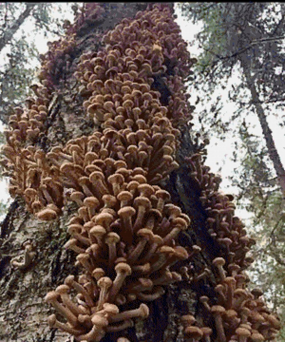 Мечта грибника. - опята - предпросмотр