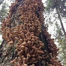 Схема вышивки «Мечта грибника.»