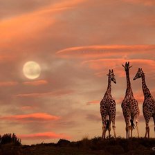 Схема вышивки «Жирафы»