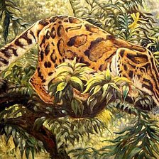 Схема вышивки «Дымчатый леопард. Бруно Тина Августо»