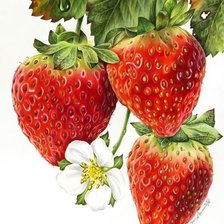 Схема вышивки «Клубничка»