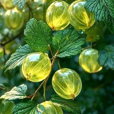 Схема вышивки «крыжовник»