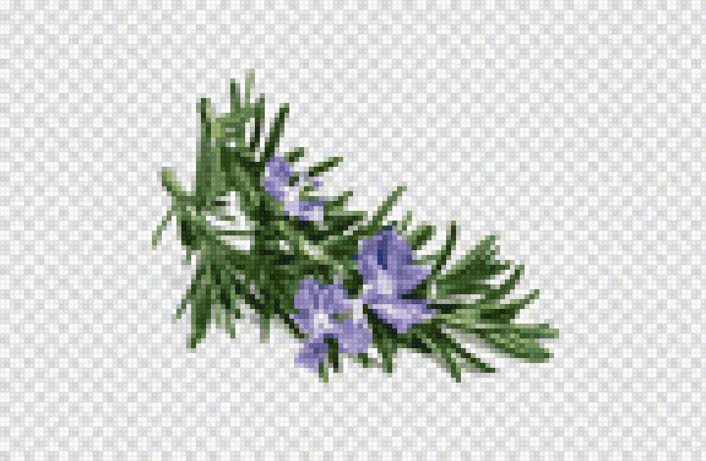 Цветущий розмарин - предпросмотр