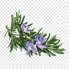 Схема вышивки «Цветущий розмарин»