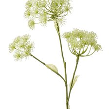 Схема вышивки «Цветущий борщевик»