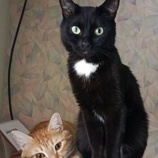 Схема вышивки «Домашние коты»