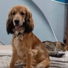 Схема вышивки «Чарли»