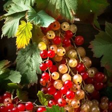 Схема вышивки «Смородина»