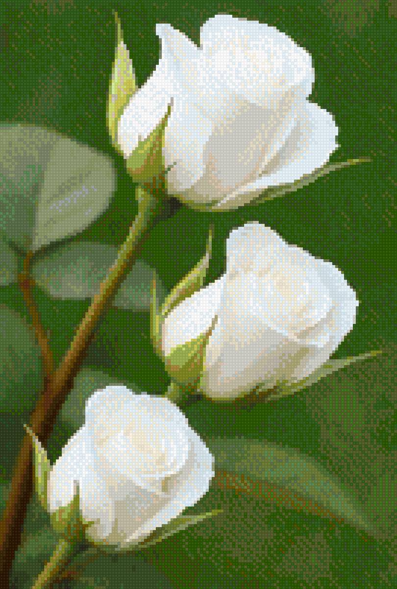 Белые розы - цветы, розы - предпросмотр