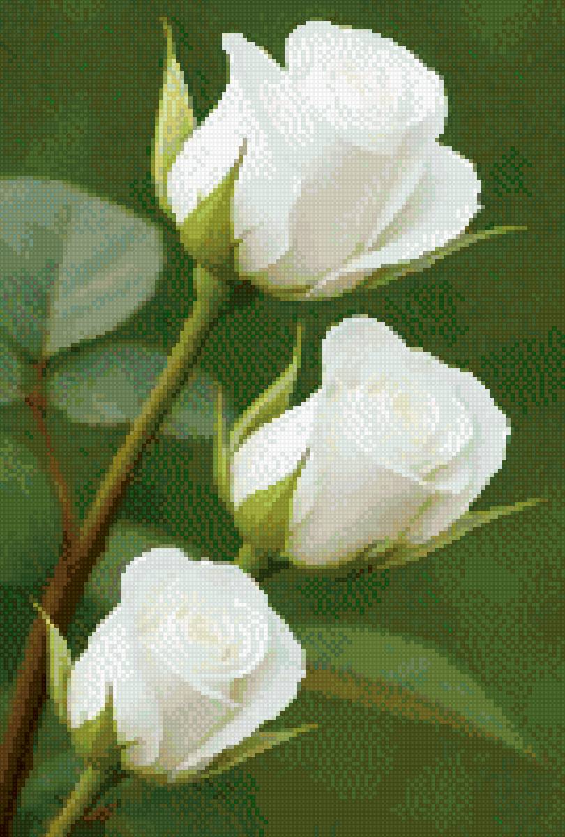 Белые розы - цветы, розы - предпросмотр